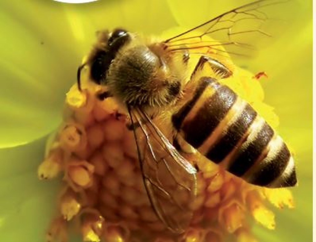 Start bijenseizoen: hoe maken bijen honing?