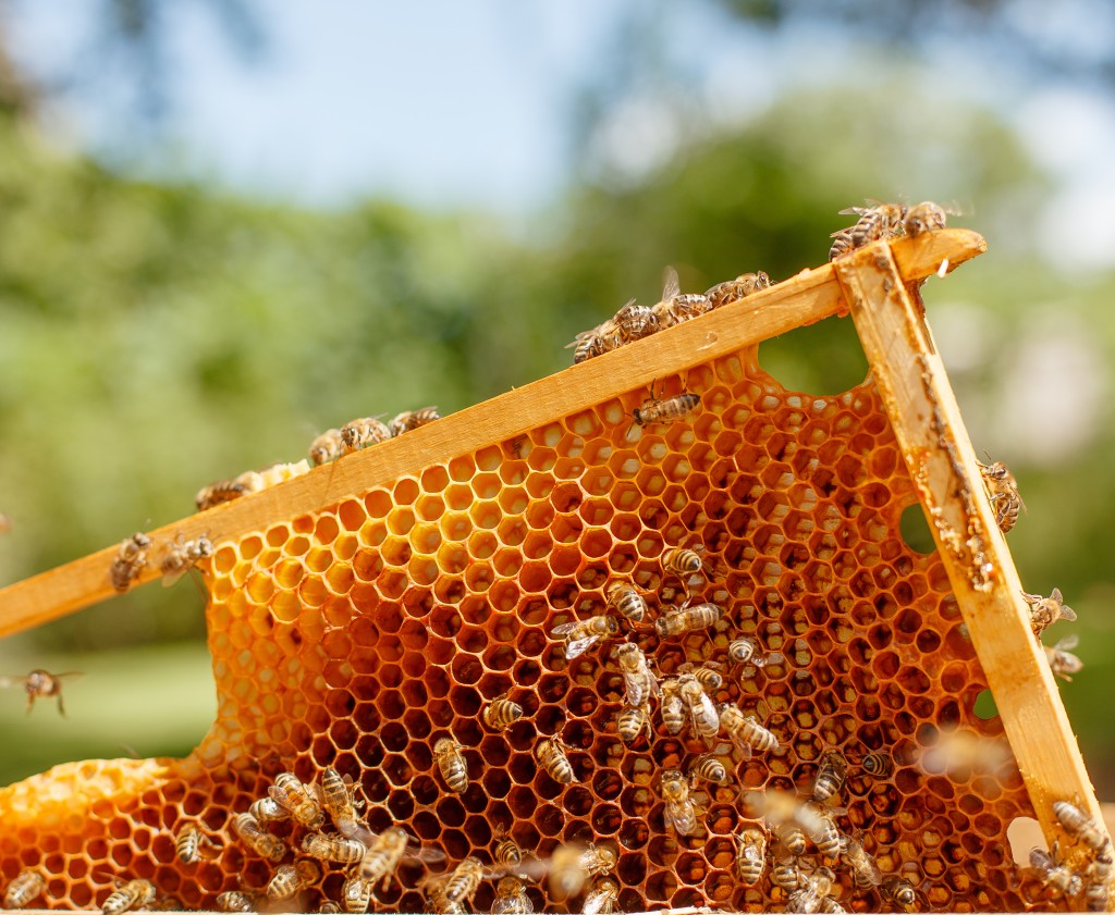 Comment les abeilles fabriquent le miel ?
